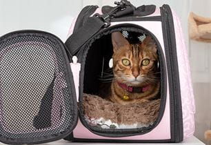 kitten travel tips stress