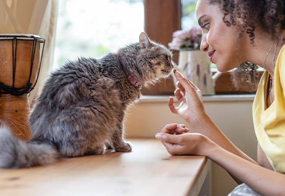 How to keep your growing cat healthy