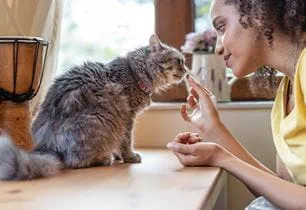 growing kitten health