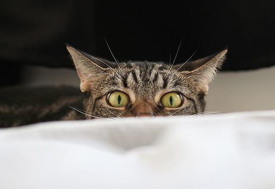 How your kitten's senses differ from yours