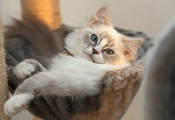 Environmental needs of young cats