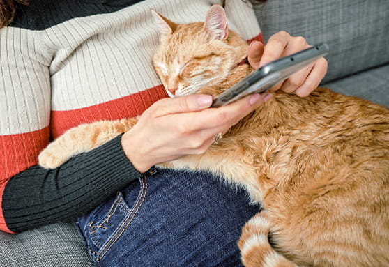 How to care for your kitten into adulthood