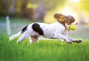 dog activity