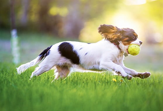 How to keep your older puppy active