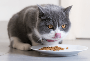 switching kitten to adult food