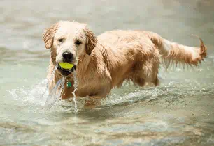 puppy exercise