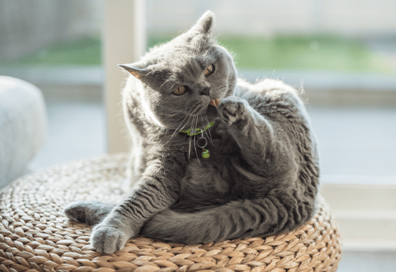 What are hairballs?