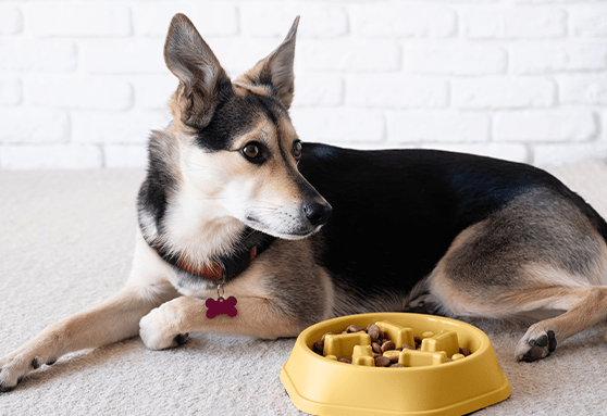 Need to slow it down? Ways to get your puppy to eat slowly