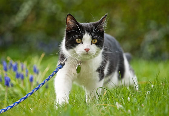 Parasite prevention: Make sure your young cat is fully covered