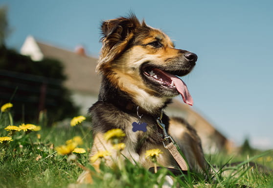 Why does my dog need a heartworm test?