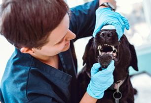 puppy's first dental cleaning