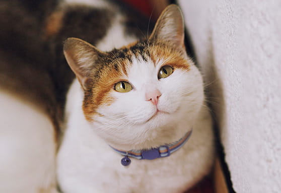 Your cat's age in human years