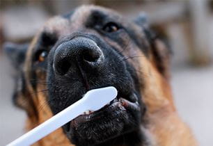 puppy teeth brushing