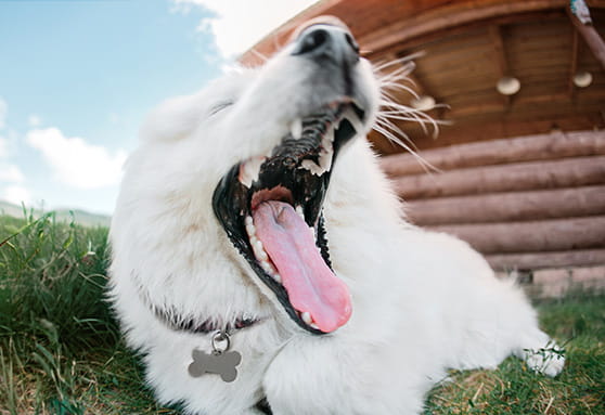 What’s in my young dog’s mouth?