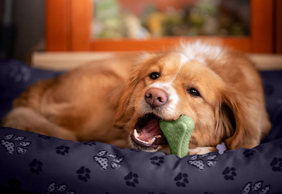 Do young dogs get toothaches?