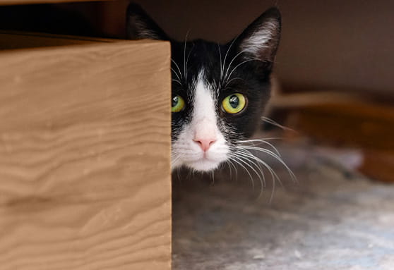Frightened felines: anxiety in cats