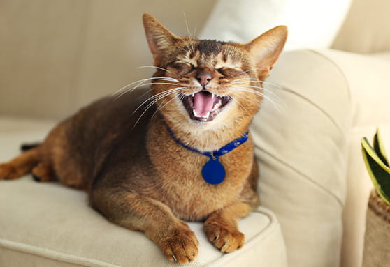 Cat chatter: What’s your kitten saying?