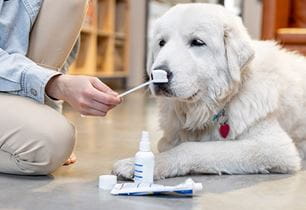 choosing puppy toothpaste