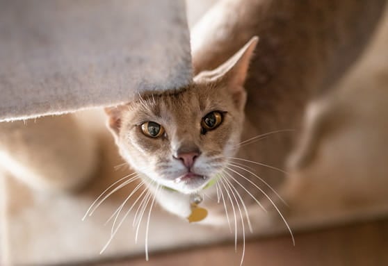 Managing and preventing feline herpesvirus