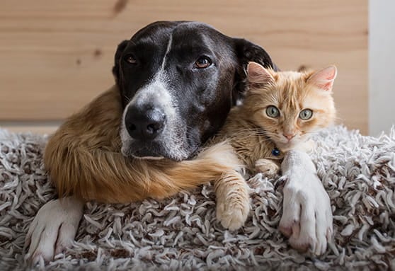 Are cat germs the same as dog germs?