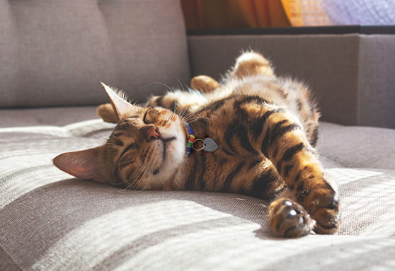 Music and kitten stress