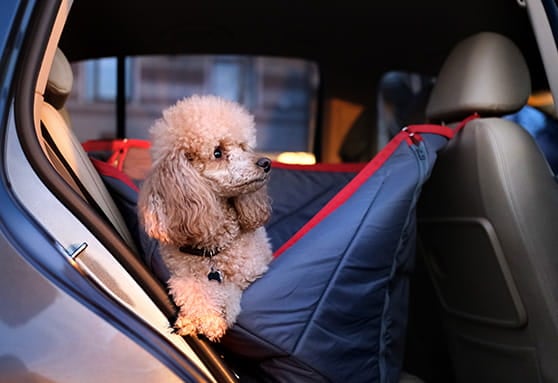 Tips for traveling with your young dog