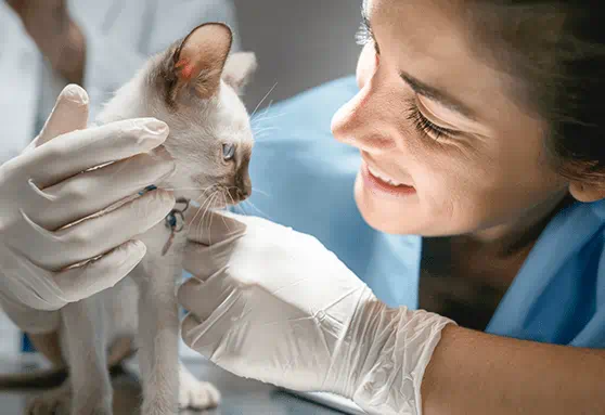 kitten rabies vaccine