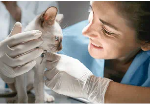 kitten rabies vaccine