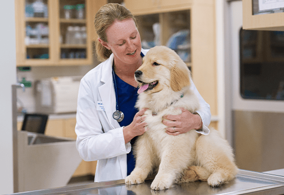 Last but not least: Rabies vaccine