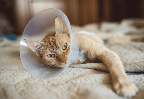 Planning for neuter