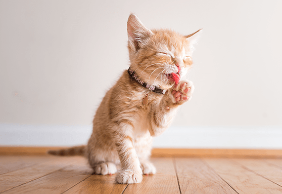 The declaw discussion