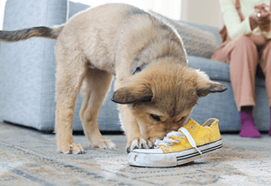 puppy teething chewing