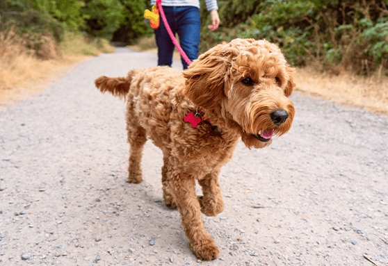 Leash walking—taking baby steps