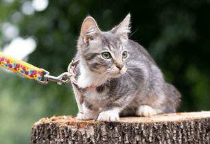 kitten microchipping