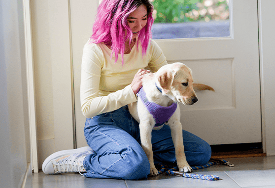 Collar vs. harness