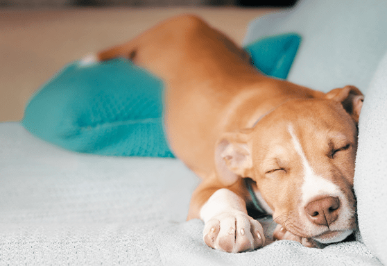 Why do puppies twitch when they sleep?