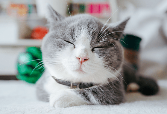 Learn about the most common kitten disease: feline upper respiratory infection
