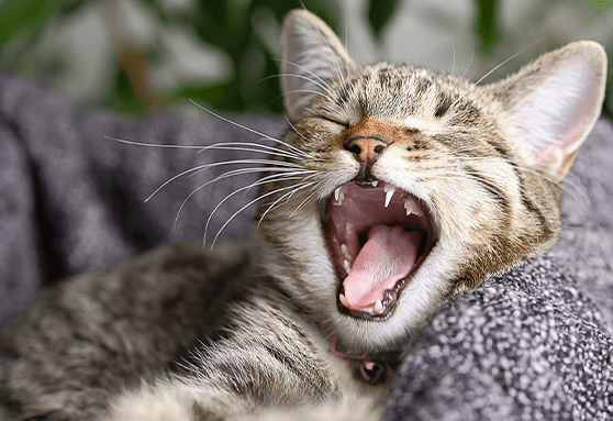My kitten still has baby teeth