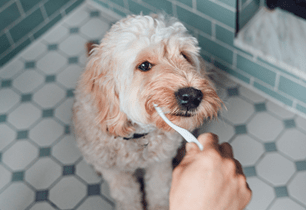 puppy brushing teeth