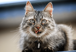 kitten brush teeth