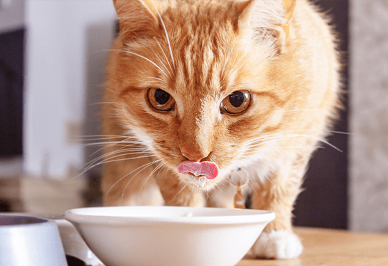 How to choose dental chews, dental treats and water additives