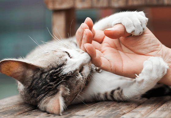 How to deal with a mouthy kitten