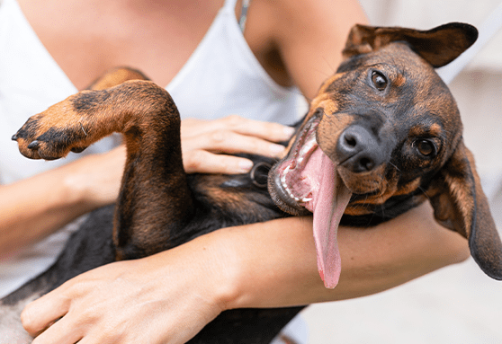 What chew toys are right for my puppy? 