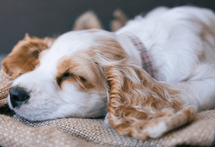 puppy snoring