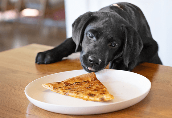 What to do when your puppy has diarrhea