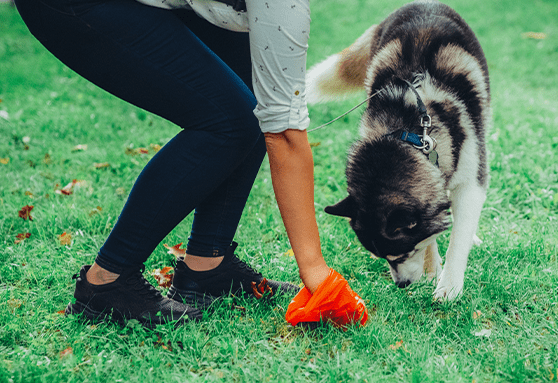 Fecal testing in puppies