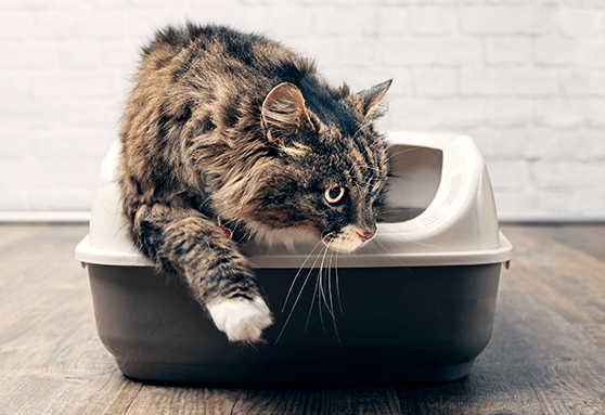 Zoonosis and intestinal parasites