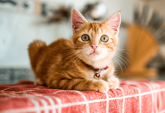 Household toxins to keep out of your kitten’s reach