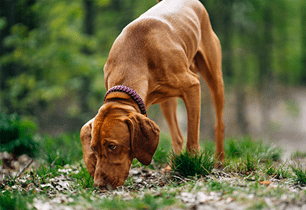 puppy eating poop