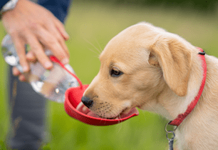 dog park dangers